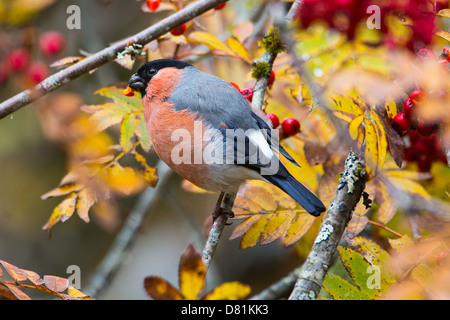 Common Bullfinch, Pyrrhula pyrrhula, feeding on Rowan berries, Sorbus aucuparia Stock Photo