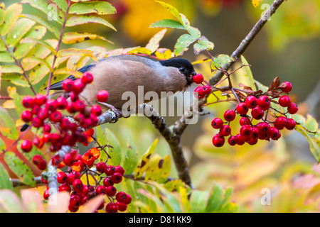 Common Bullfinch, Pyrrhula pyrrhula, feeding on Rowan berries, Sorbus aucuparia Stock Photo
