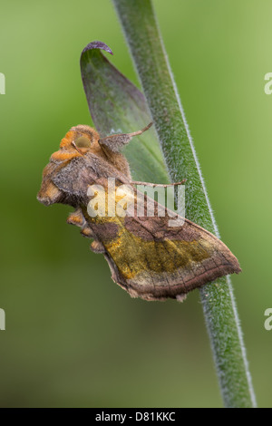 Burnished Brass Moth, Diachrysia chrysitis Stock Photo