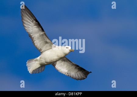 Northern Fulmar, Fulmarus glacialis, in flight