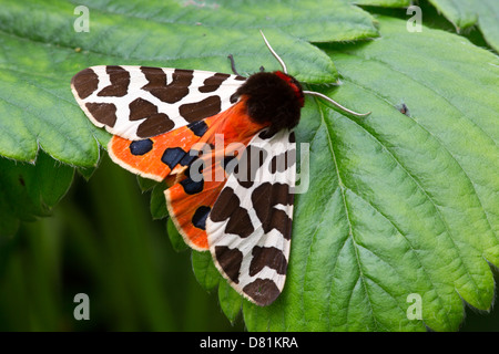 Garden Tiger Moth, Arctia caja Stock Photo