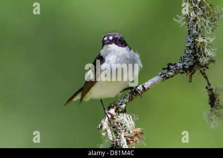 Male Pied Flycatcher, Ficedula hypoleuca, Stock Photo