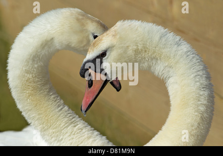 Pair of Mute swans at Abbotsbury Swannery, Dorset UK Stock Photo