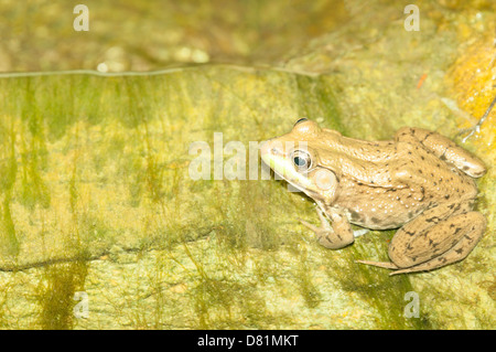 Rana clamitans melanota a green frog close up Michigan MI Upper Peninsula pictures images photos very high resolution vertical format in USA US hi-res Stock Photo