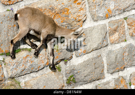 Italy Lombardy Orobie Alps Regional Park Alpine ibex (Capra ibex on the dam of the Diavolo Lake (reservoir Stock Photo