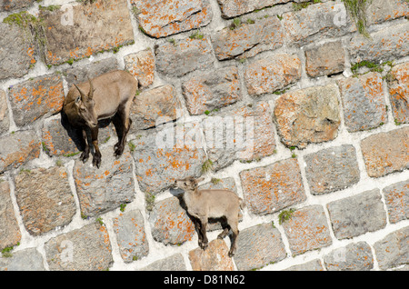 Italy Lombardy Orobie Alps Regional Park Alpine ibex (Capra ibex on the dam of the Diavolo Lake (reservoir Stock Photo
