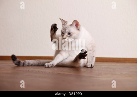 Thai cat Stock Photo