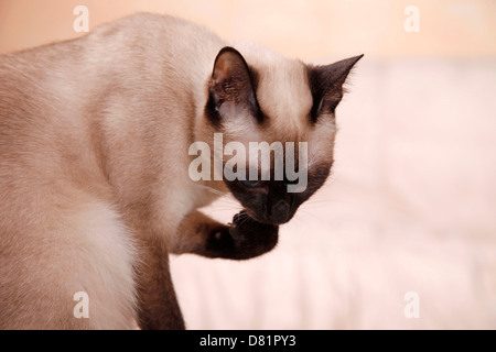 Thai cat Stock Photo