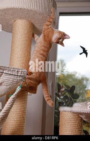 climbing domestic cat Stock Photo