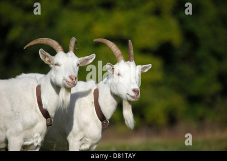 white german goat Stock Photo