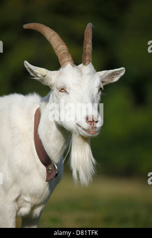 white german goat Stock Photo