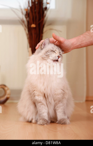 fondling a Neva Masquarade Stock Photo