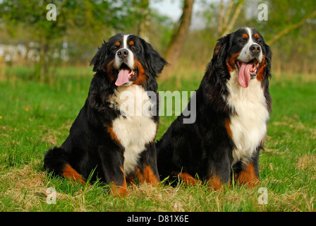 Bernese Mountain Dogs Stock Photo