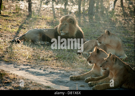 Male lion and big cubs resting in the bush. Zimbabwe.