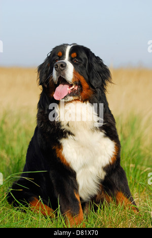 sitting Bernese Mountain Dog Stock Photo