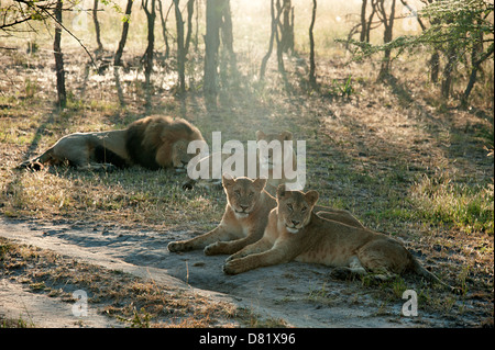 Male lion and big cubs resting in the bush. Zimbabwe.