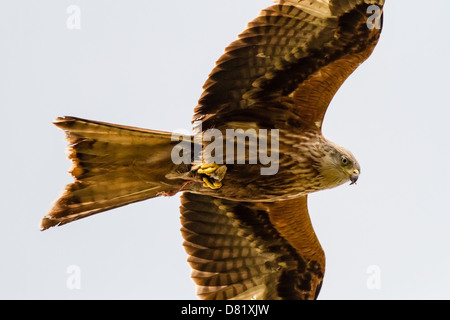 Red kite eating on the wing in Yorkshire, UK Stock Photo