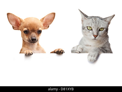 Dog and Cat above white banner on white Stock Photo