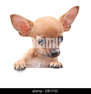 young dog with parted lips portrait close-up. Stock Photo