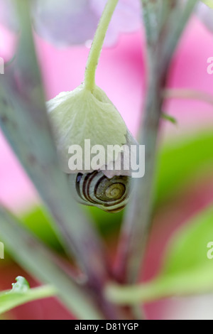 Garden snail sheltering from the rain in a hydrangea flower bract Stock Photo