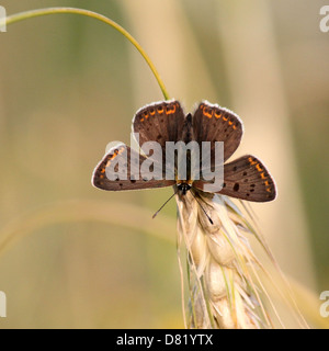 Detailed macro image of a rare Male sooty copper butterfly (Lycaena tityrus) posing on an ear of wheat Stock Photo