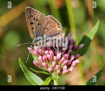 Detailed macro image of a rare Male sooty copper butterfly (Lycaena tityrus) posing on a flower Stock Photo