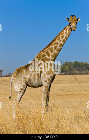 Giraffe ( Giraffa Camelopardalis ) in the savanna Stock Photo