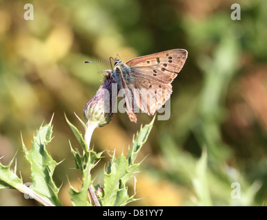 Detailed macro image of a rare Male sooty copper butterfly (Lycaena tityrus) posing on a flower Stock Photo