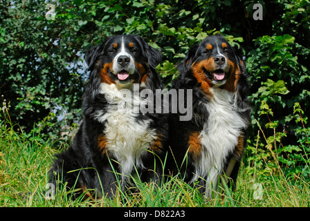 Bernese Mountain Dogs Stock Photo