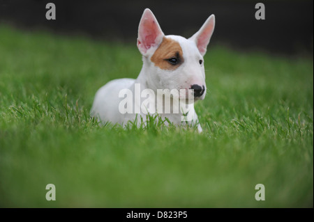 Miniature Bullterrier Puppy Stock Photo