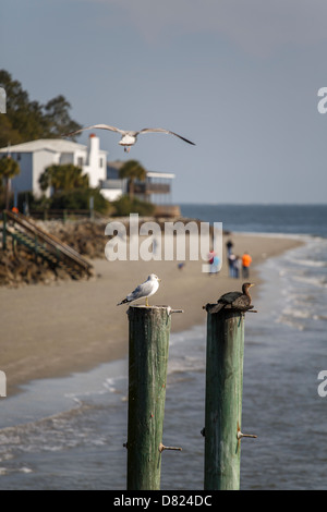 Two seabirds on weathered pilings rising from the sea Stock Photo