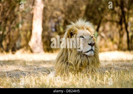 White lion ( Panthera leo krugeri ), South Africa Stock Photo