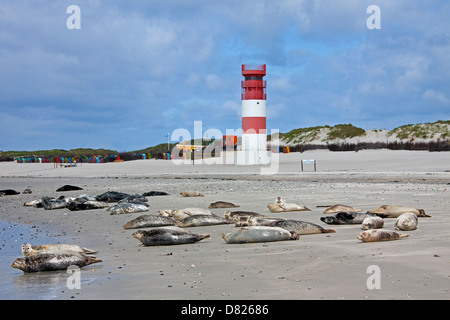 Common seals / Harbor seal (Phoca vitulina) colony resting on beach near lighthouse, Helgoland / Heligoland, Wadden Sea, Germany Stock Photo