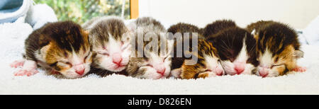 Bridgend, UK Wednesday 15 May 2013 Pictured: Kittens Sherlock and Morse at Cats Protection in Bridgend, south Wales. Re: It's a strange tale, six tiny feline fugitives have been found nesting with their mum in the most unlikely of places, inside a prison truck at Parc Prison in Bridgend. Credit:  D Legakis / Alamy Live News Stock Photo