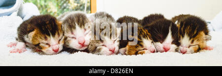 Bridgend, UK Wednesday 15 May 2013 Pictured: Kittens Sherlock and Morse at Cats Protection in Bridgend, south Wales. Re: It's a strange tale, six tiny feline fugitives have been found nesting with their mum in the most unlikely of places, inside a prison truck at Parc Prison in Bridgend. Credit:  D Legakis / Ģ����ý Live News Stock Photo