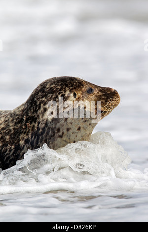 Close up of Common seal / Harbour seal (Phoca vitulina) lying in surf Stock Photo