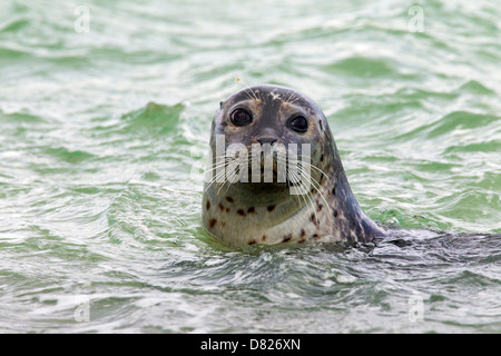 Common seal / Harbour seal (Phoca vitulina) swimming in the North Sea Stock Photo