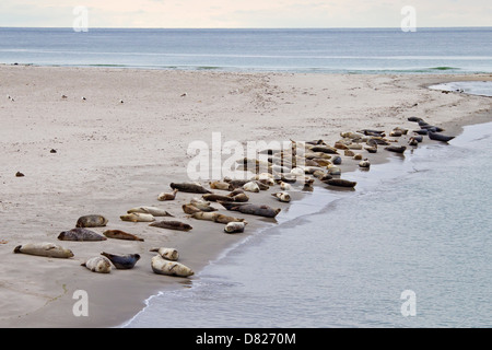 Common seals / Harbour seal (Phoca vitulina) colony resting on beach Stock Photo