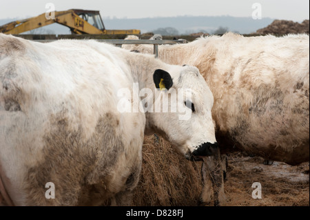 British Whites, White cows eating hay. Vowley Farm, Royal Wootton Bassett, Wiltshire Stock Photo