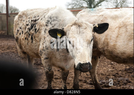 British Whites, White cows, heifers,  Vowley Farm, Royal Wootton Bassett, Wiltshire Stock Photo
