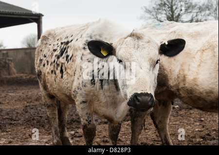 British Whites, White cow, heifer, Vowley Farm, Royal Wootton Bassett, Wiltshire Stock Photo