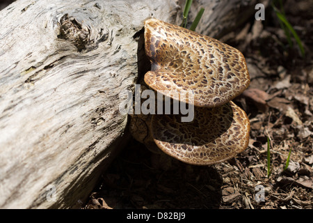 Hawks Wing mushroom growing on a decaying log on the forest floor near