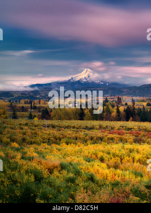 Fruit orchards in fall color with Mt. Hood. Hood River Valley, Oregon Stock Photo