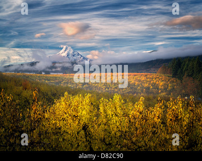 Pear orchard in fall color and Mt. Hood. Hood River Valley, Oregon Stock Photo