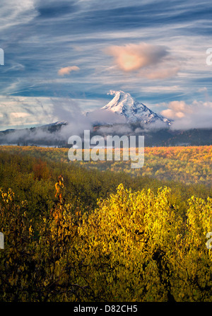 Pear orchard in fall color and Mt. Hood. Hood River Valley, Oregon Stock Photo