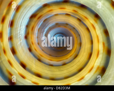Extreme Close up of Large Spotted Tun seashell Stock Photo