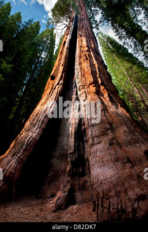 Boole tree. Kings Canyon National Park, California Stock Photo