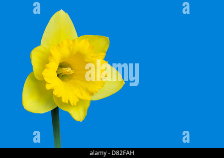 Single Daffodil against blue background Stock Photo