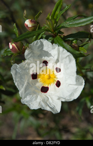 Gum Rockrose (Cistus ladanifer) close-up of the flowerbuds and leaves Masmorra Trail near Mealha Brás de Alportel Algarve Stock Photo