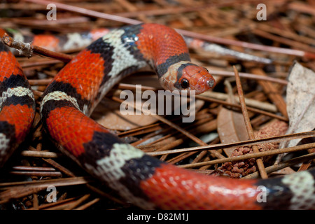 Close up Scarlet snake - Cemophora coccinea copei